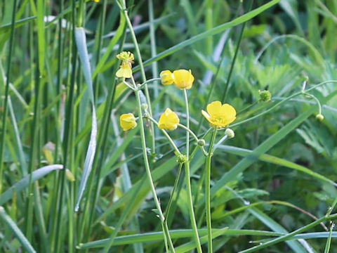Ranunculus japonicus