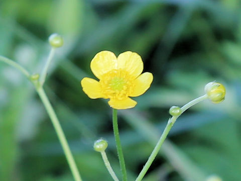 Ranunculus japonicus