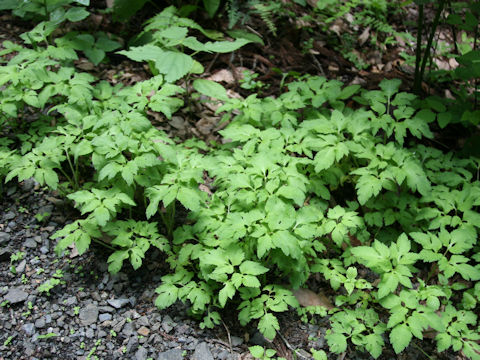 Sanicula chinensis