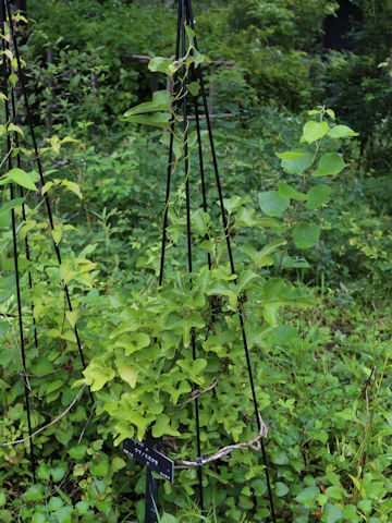 Aristolochia debilis