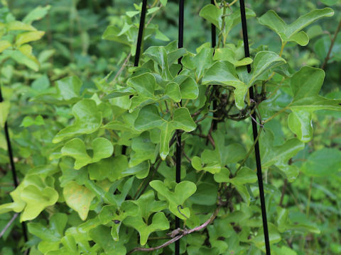 Aristolochia debilis
