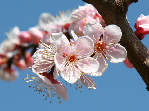 Prunus mume cv. No.1 Kitano
