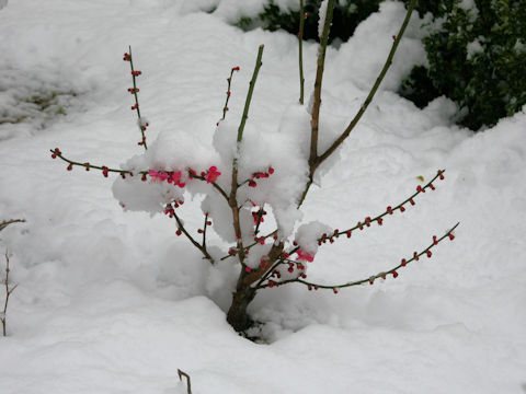 Prunus mume