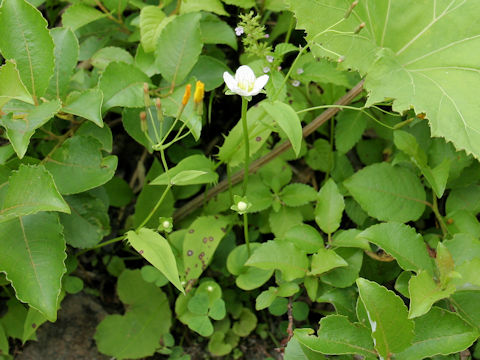 Parnassia palustris var. multiseta