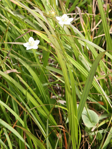 Parnassia palustris var. multiseta