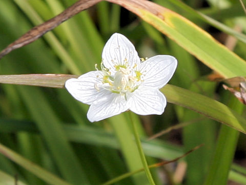 Parnassia palustris var. multiseta