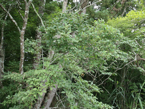 Ilex serrata