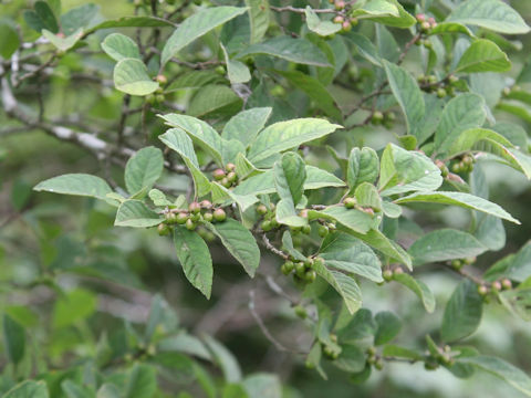 Ilex serrata