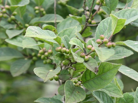 Ilex serrata