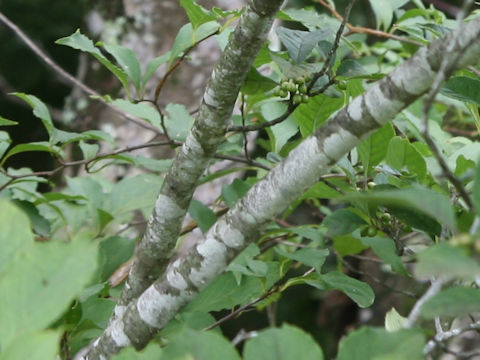 Ilex serrata