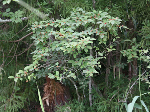 Ilex serrata