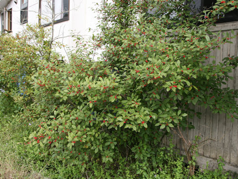 Ilex serrata