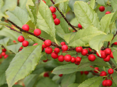 Ilex serrata