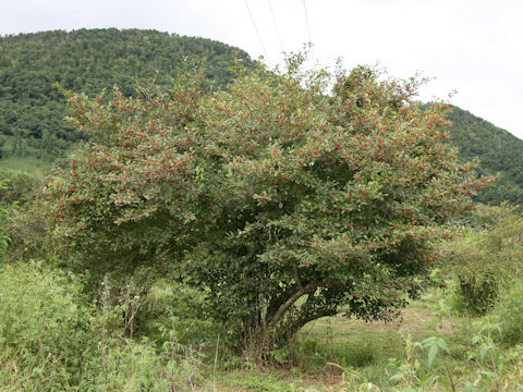 Ilex serrata