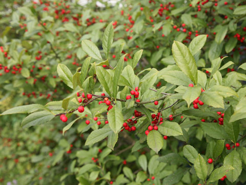 Ilex serrata