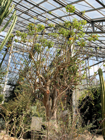 Uncarina grandidieri