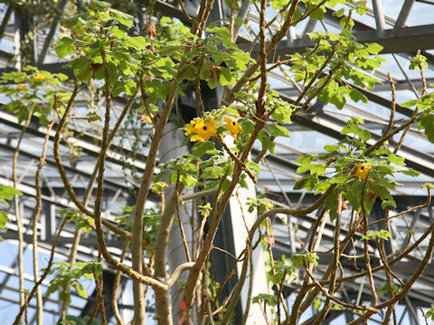 Uncarina grandidieri