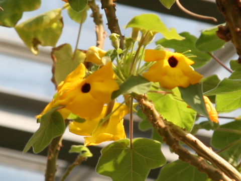 Uncarina grandidieri