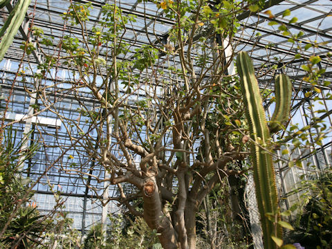 Uncarina grandidieri