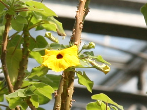 Uncarina grandidieri