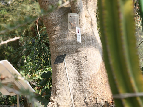 Uncarina grandidieri