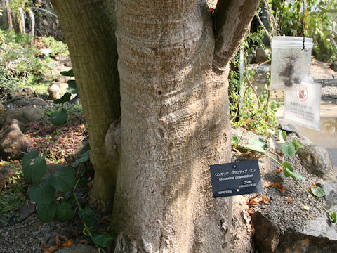 Uncarina grandidieri