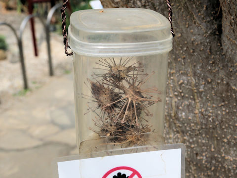 Uncarina grandidieri