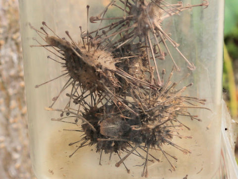 Uncarina grandidieri