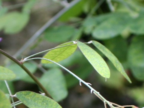 Campylotropis polyantha