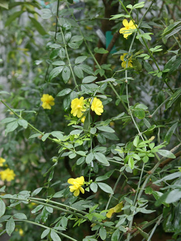 Jasminum mesnyi