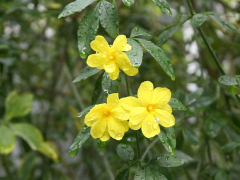 Jasminum mesnyi