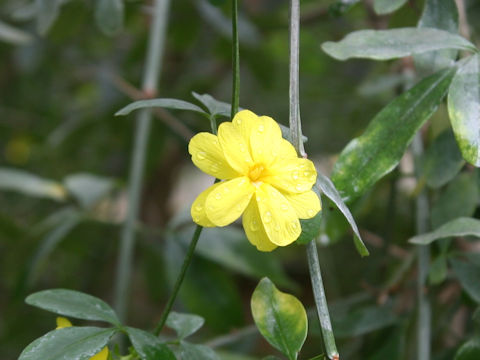 Jasminum mesnyi