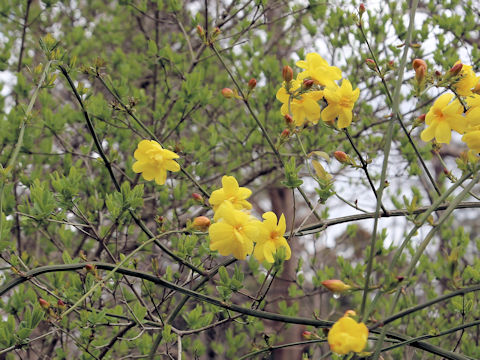 Jasminum mesnyi