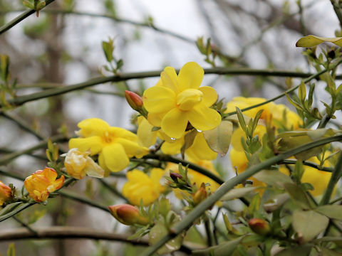 Jasminum mesnyi