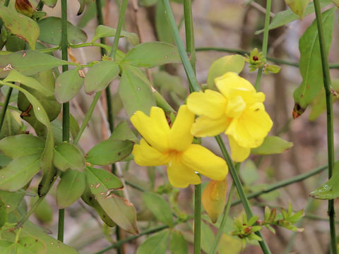 Jasminum mesnyi
