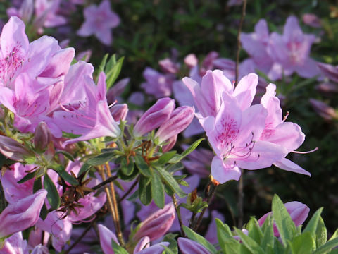 Rhododendron serpyllifolium