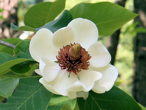 Magnolia x wieseneri
