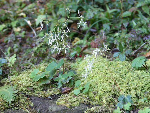 Saxifraga fortunei var. alpina f. rubrifolia