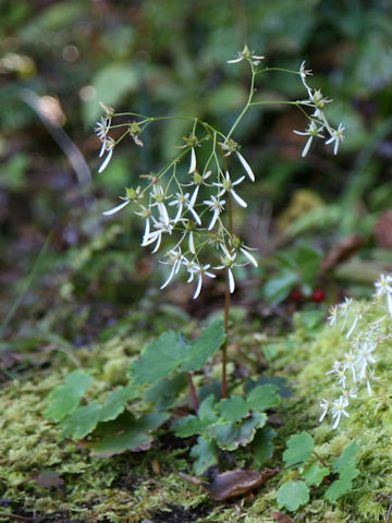 Saxifraga fortunei var. alpina f. rubrifolia