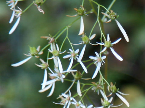 Saxifraga fortunei var. alpina f. rubrifolia