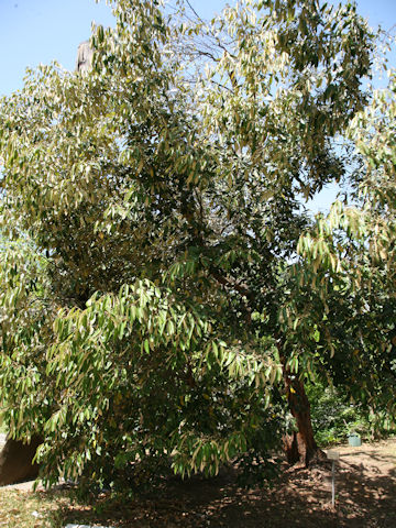 Styrax suberifolius