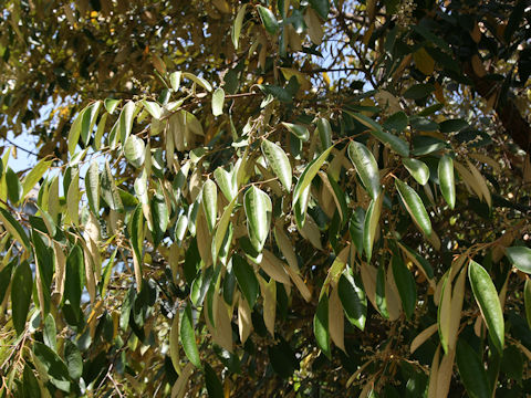 Styrax suberifolius