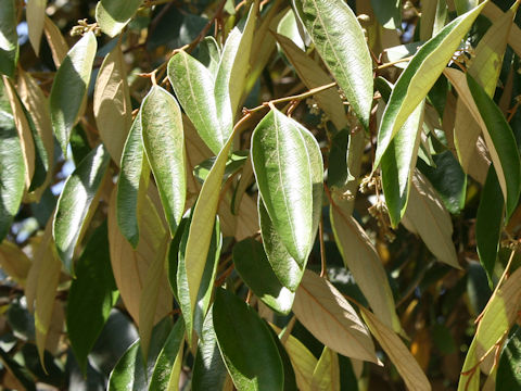 Styrax suberifolius