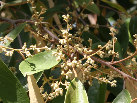 Styrax suberifolius