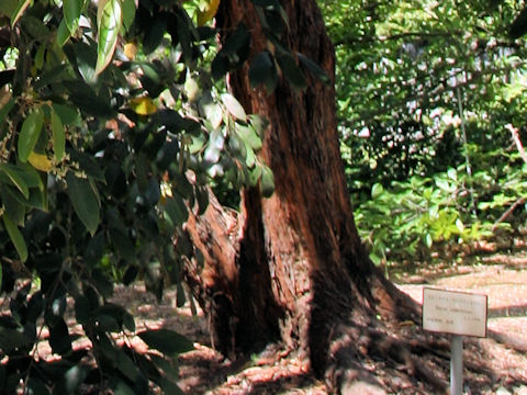 Styrax suberifolius