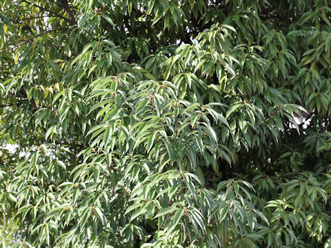 Quercus salicina