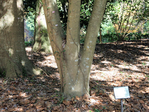 Quercus salicina