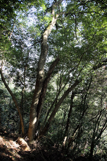 Quercus salicina