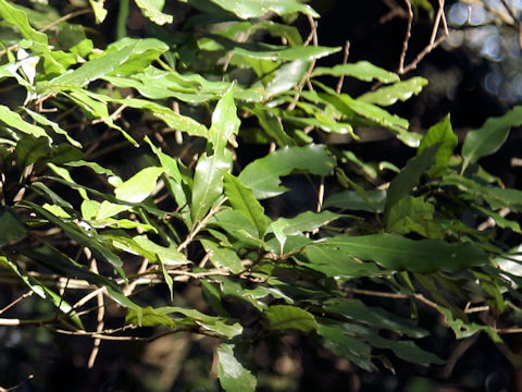 Quercus salicina