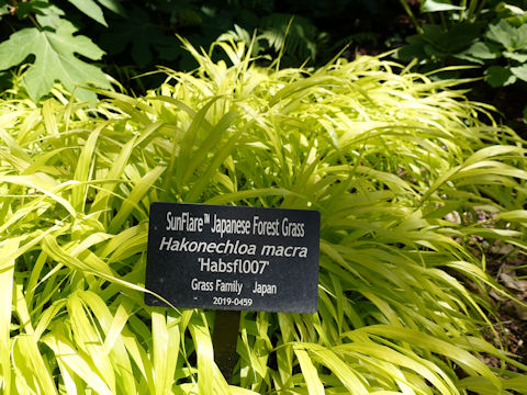 Hakonechloa macera cv. SunFlare